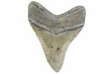 Fossil Megalodon Tooth - North Carolina #378085-1